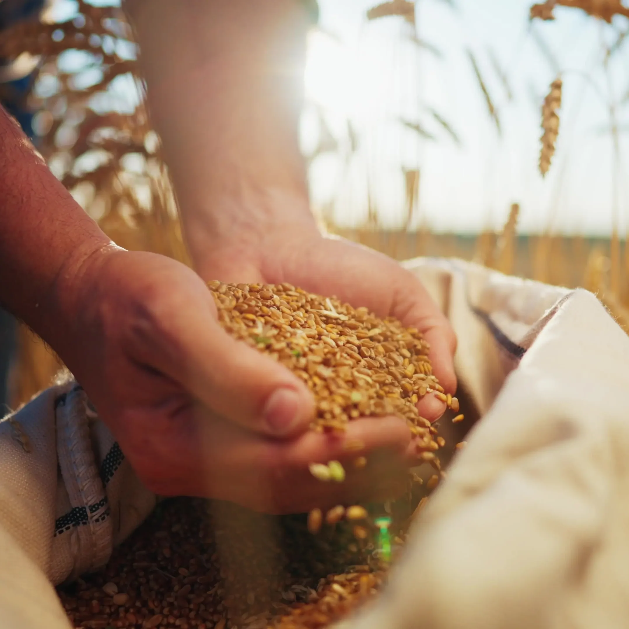 OzTech Grains Image 3
